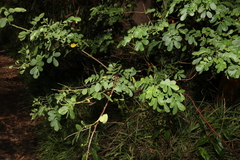 Senna pendula glabrata