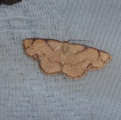Haemalea punctilinea