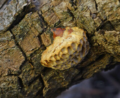 Hexagonia vesparia