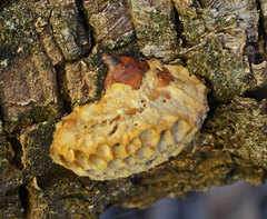Hexagonia vesparia