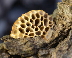 Hexagonia vesparia