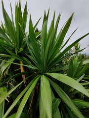 Cordyline obtecta