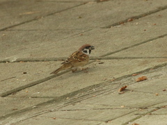 Passer montanus saturatus