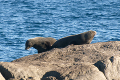 Arctocephalus forsteri