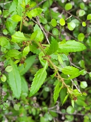 Haloragis erecta erecta