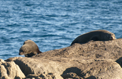 Arctocephalus forsteri