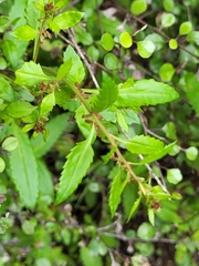 Haloragis erecta erecta