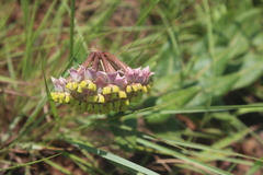 Asclepias albens