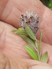 Pultenaea capitellata
