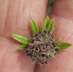 Pultenaea capitellata