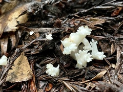 Clavulina rugosa