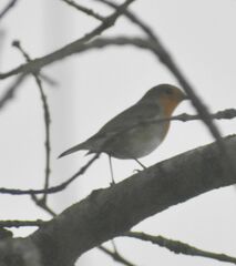 Erithacus rubecula