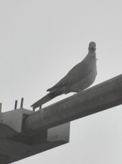 Streptopelia decaocto