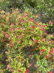 Dodonaea humilis