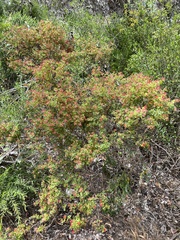 Dodonaea humilis