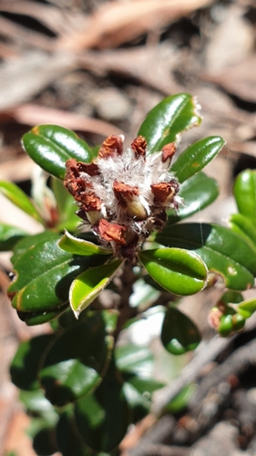Image of Pultenaea pycnocephala by (c) Andrew Thornhill, some rights reserved (CC BY)