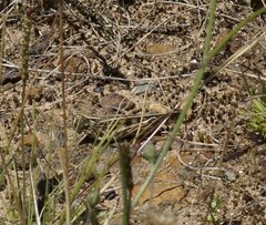 Chortoicetes terminifera