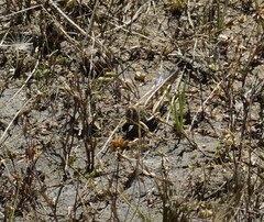 Chortoicetes terminifera