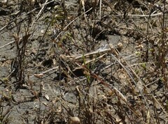 Chortoicetes terminifera