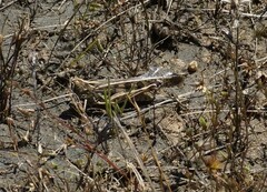 Chortoicetes terminifera