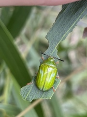 Calomela pallida