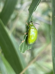 Calomela pallida
