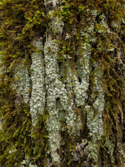 Pertusaria paratuberculifera