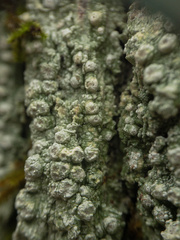 Pertusaria paratuberculifera