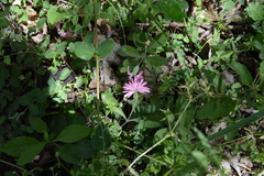 Silene hookeri