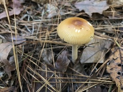 Amanita fulva