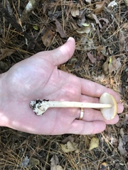 Amanita fulva