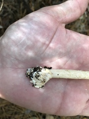 Amanita fulva