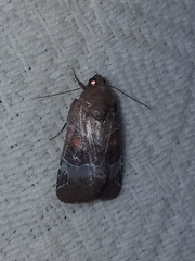 Hampsonodes mastoides