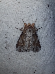 Disphragis tharis