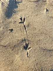 Pluvialis squatarola