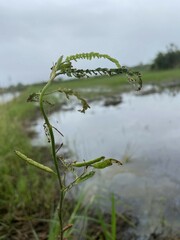 Aeschynomene americana