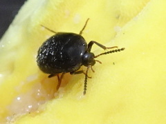 Eustrophinae