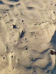 Pluvialis squatarola