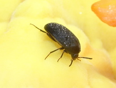 Eustrophinae
