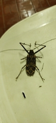 Acrocinus longimanus