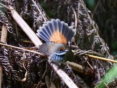Rhipidura rufifrons