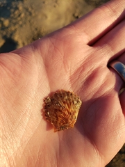 Argopecten ventricosus