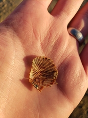 Argopecten ventricosus