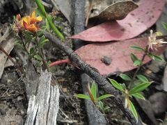 Pultenaea parrisiae