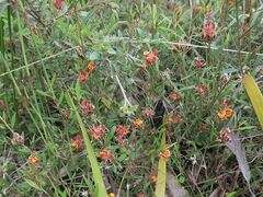 Pultenaea parrisiae