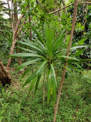 Cordyline obtecta