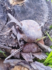 Reticularia lycoperdon