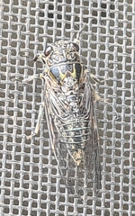 Cicadettina