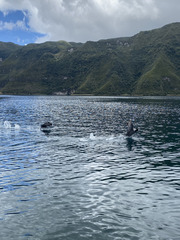 Fulica ardesiaca