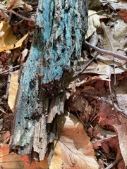 Chlorociboriaceae